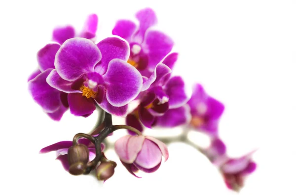 Virágok phalaenopsis orchidea. — Stock Fotó