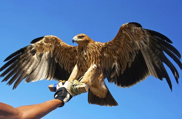 Uccello falco . — Foto Stock