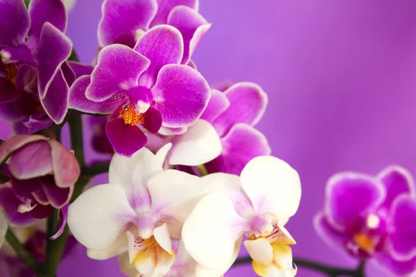 Phalaenopsis orchideák . — Stock Fotó