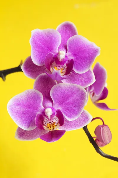 Orquídeas falaenopsis . — Fotografia de Stock