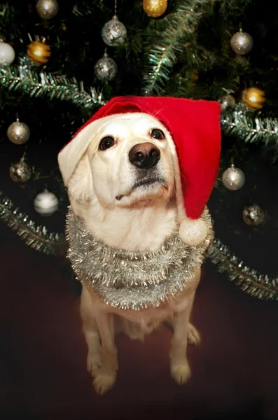 Cão Natal. — Fotografia de Stock