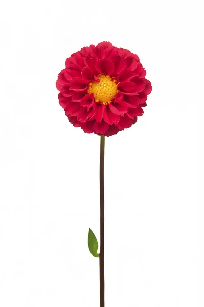 La piccola Dahlia rossa . — Foto Stock