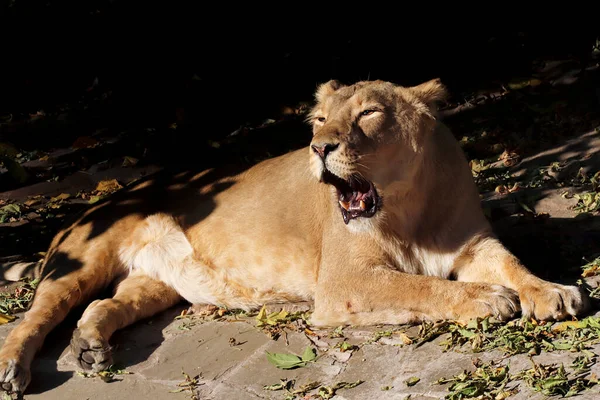 Porträt Eines Räuberischen Tierlöwen Zoo Bei Sonnigem Wetter — Stockfoto