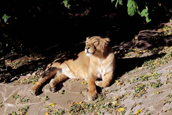 Güneşli Havalarda Hayvanat Bahçesinde Yırtıcı Bir Aslanın Portresi — Stok fotoğraf