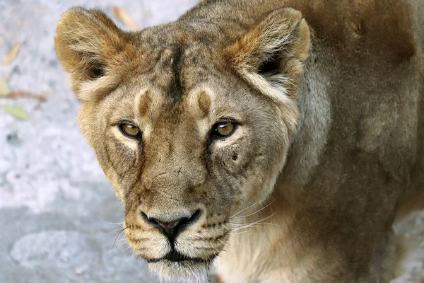 Retrato León Depredador Zoológico Clima Soleado — Foto de Stock