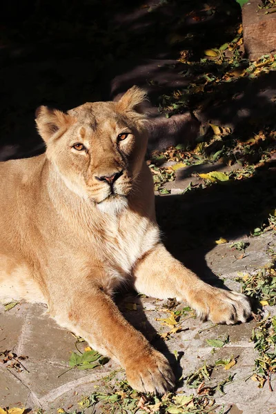 Portrait Lion Prédateur Dans Zoo Par Temps Ensoleillé — Photo