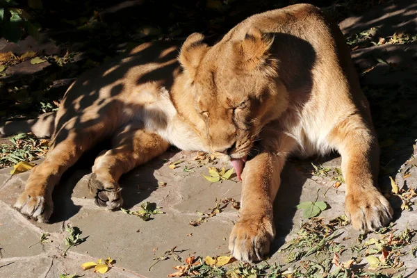 Retrato León Depredador Zoológico Clima Soleado — Foto de Stock