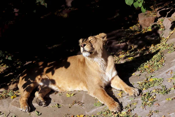 天气晴朗时动物园里食肉动物狮子的画像 — 图库照片