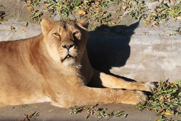 晴れた日に動物園で捕食動物ライオンの肖像画 — ストック写真