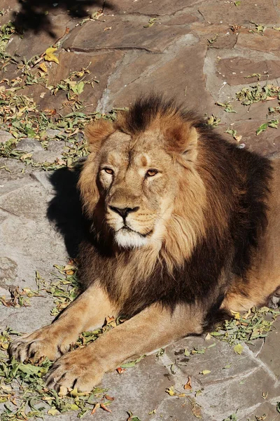 Retrato León Depredador Zoológico Clima Soleado — Foto de Stock