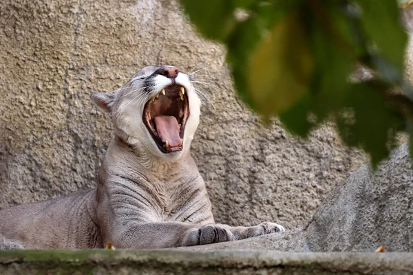 掠食性动物美洲狮躺在动物园的圈子里 — 图库照片