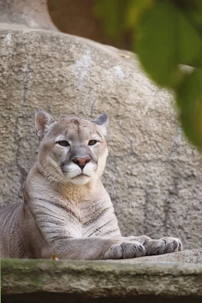 Animal Depredador Puma Encuentra Recinto Del Zoológico — Foto de Stock