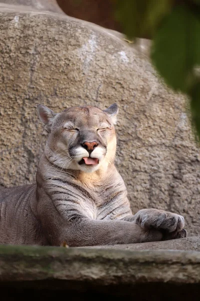 掠食性动物美洲狮躺在动物园的圈子里 — 图库照片