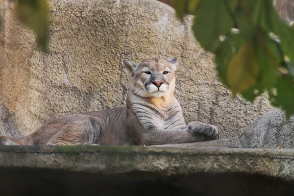 Animal Depredador Puma Encuentra Recinto Del Zoológico —  Fotos de Stock