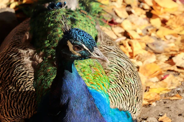 Portrait Oiseau Paon Gros Plan Automne Zoo — Photo