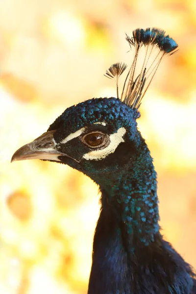 Sonbaharda Hayvanat Bahçesinde Bir Tavus Kuşu Portresi — Stok fotoğraf