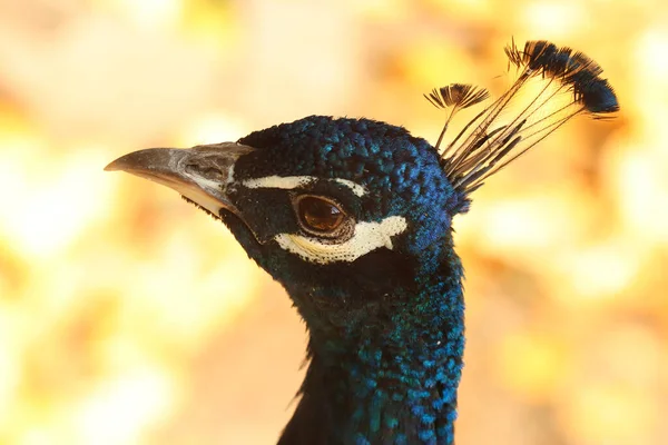Retrato Pássaro Pavão Close Outono Zoológico — Fotografia de Stock