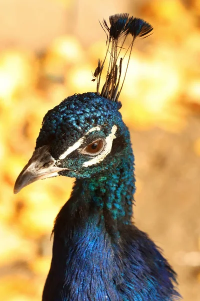 Portrait Oiseau Paon Gros Plan Automne Zoo — Photo