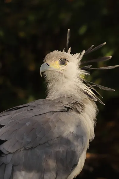 Portrait Secrétaire Oiseau Gros Plan Dans Fond Sombre — Photo