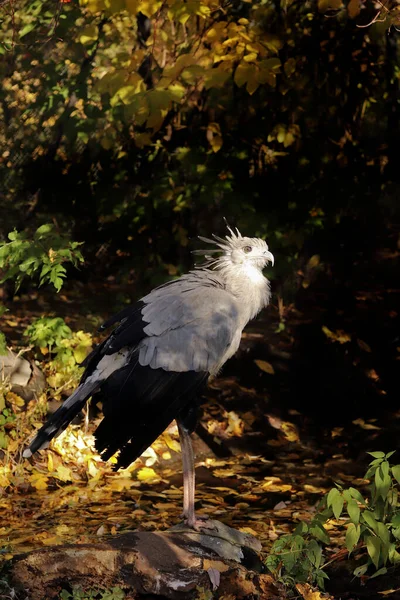 Portrait of the secretary bird in closeup in a dark background.