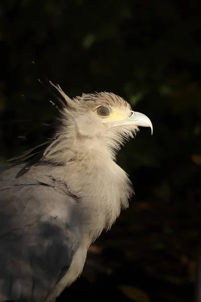 Porträt Des Sekretärsvogels Nahaufnahme Vor Dunklem Hintergrund — Stockfoto