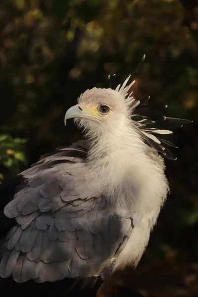 Portrait of the secretary bird in closeup in a dark background.