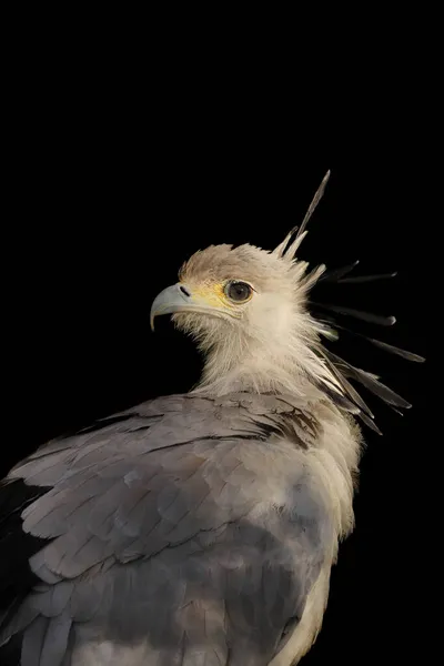 Portrait of the secretary bird in closeup in a dark background.