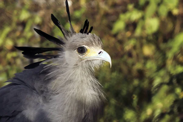 Portrait Secrétaire Oiseau Gros Plan Dans Fond Sombre — Photo