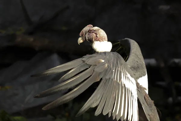 Der Anden Condor Vogel Flattert Zoo Gehege Mit Den Flügeln — Stockfoto