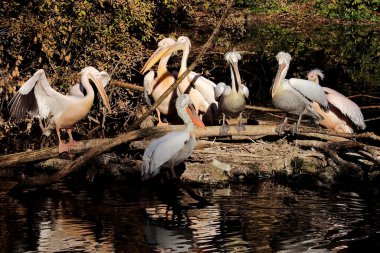 Hayvanat bahçesindeki gölde yaşayan bir pelikan..