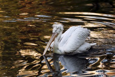 Hayvanat bahçesindeki gölde yaşayan bir pelikan..