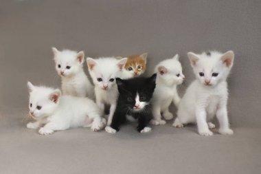 Gri arka planda 1 aylık bir grup küçük kedi yavrusu.