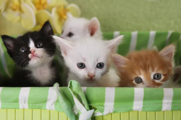 Een Groep Kleine Kittens Een Groene Box — Stockfoto