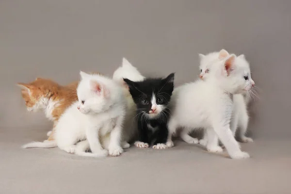 Grupo Gatitos Pequeños Mes Sobre Fondo Gris — Foto de Stock