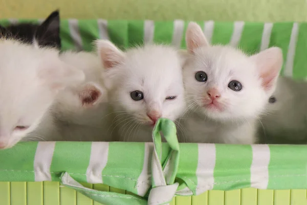 A group of small kittens in a green box.