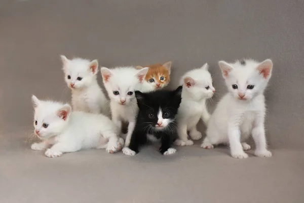 Een Groep Kleine Kittens Van Maand Een Grijze Achtergrond — Stockfoto