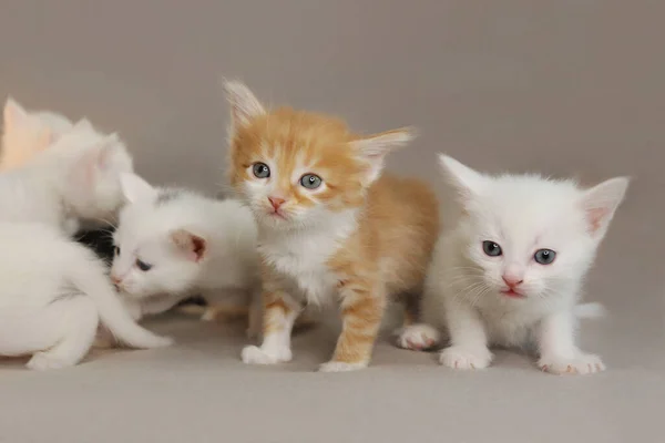 Een Groep Kleine Kittens Van Maand Een Grijze Achtergrond — Stockfoto