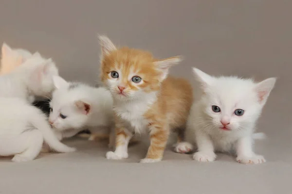 Grupo Gatitos Pequeños Mes Sobre Fondo Gris — Foto de Stock