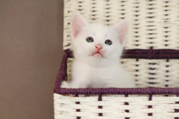 Een Wit Kitten Van Maand Achtergrond Van Kerstaccessoires — Stockfoto