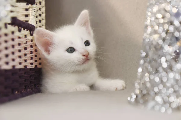 Een Wit Kitten Van Maand Achtergrond Van Kerstaccessoires — Stockfoto
