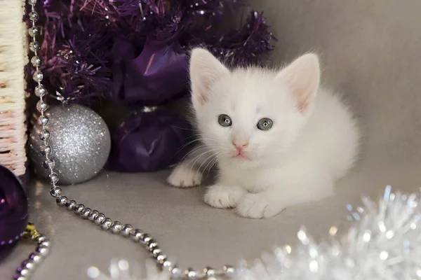 Een Wit Kitten Van Maand Achtergrond Van Kerstaccessoires — Stockfoto