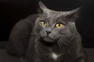 Portrait of a grey British cat with yellow eyes on a dark background.