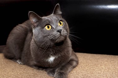 Koyu arkaplanda sarı gözlü gri bir İngiliz kedisinin portresi..
