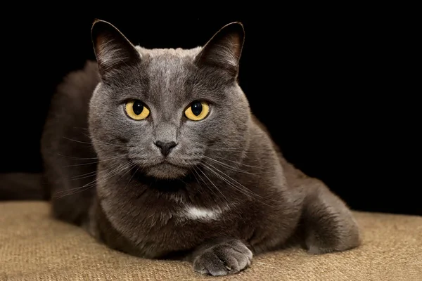 Retrato Gato Británico Gris Con Ojos Amarillos Sobre Fondo Oscuro — Foto de Stock