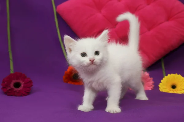 Pequeño Gatito Blanco Sobre Fondo Lila Con Escudo Armas — Foto de Stock