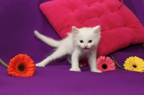Een Klein Wit Katje Een Lila Achtergrond Met Een Wapen — Stockfoto