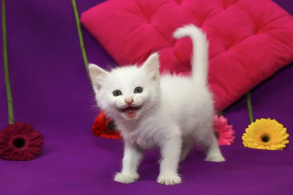Een Klein Wit Katje Een Lila Achtergrond Met Een Wapen — Stockfoto