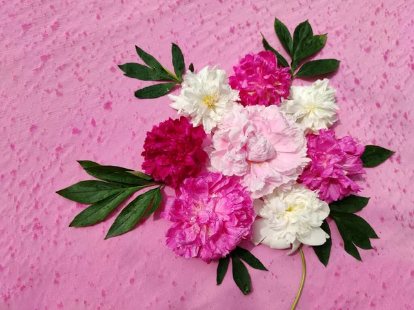 Композиция Представляет Собой Букет Разноцветных Пионов Розовом Фоне — стоковое фото