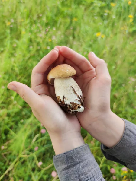 一个小孩拿着在森林里采摘的蘑菇 — 图库照片