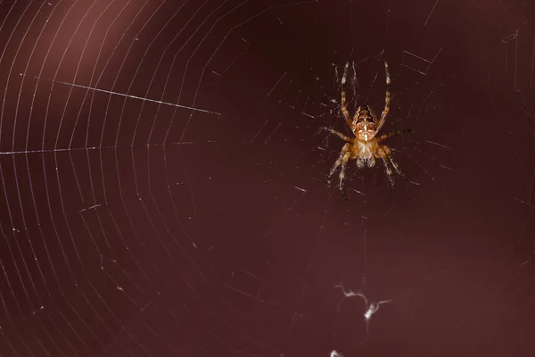 Insect Spider Web Close — Stock Photo, Image